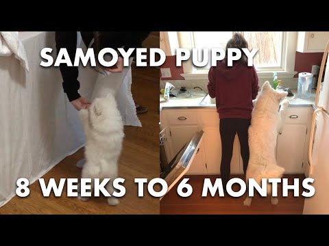 Samoyed Puppy 8-Week to 6-Month Transformation | Fluffy the Samoyed