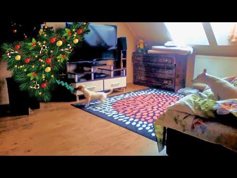 Jack Russell Terriers HOME ALONe on Christmas