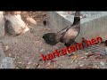 Poultry Karkatam Chickens KG 800 Rupees