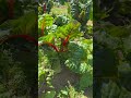 Harvesting Rainbowchard 🪻