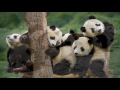 Panda Bears at Breakfast