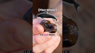 Eating Whale in St. Vincent 🇻🇨