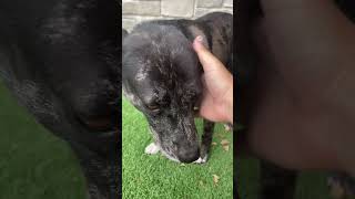 Video preview image #1 Plott Hound-Unknown Mix Puppy For Sale in Huntley, IL, USA