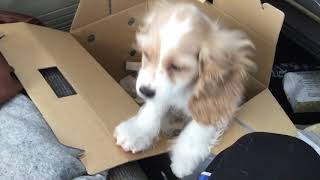 我が家のルーキー