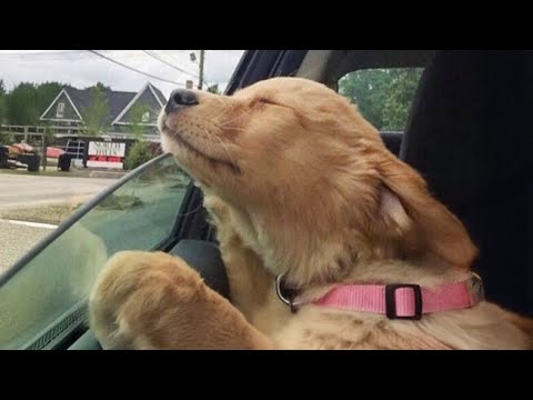 New Funniest Animal Videos of May 😁 Funny Dogs and Cats That You Won’t Be Able to Stop Laughing At!