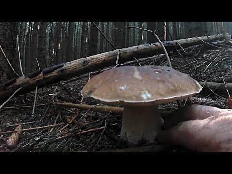 Грибна прогулка по Карпатських лісах/ Mushroom walk through the Carpathian forests
