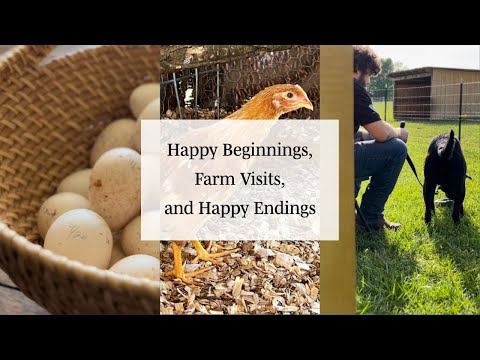 Happy Beginnings, Farm Visits, and Happy Endings
