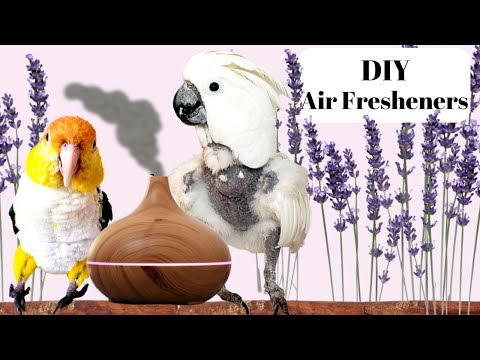 YouTube video about: Are essential oils safe for birds?