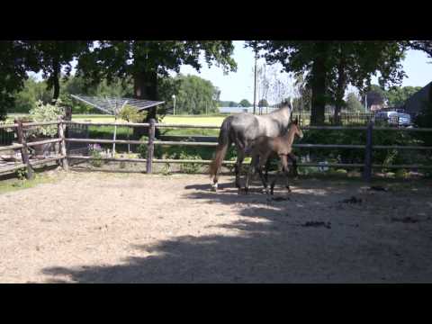 Quasimodo van de Molendreef x Emilion x Athlet Z