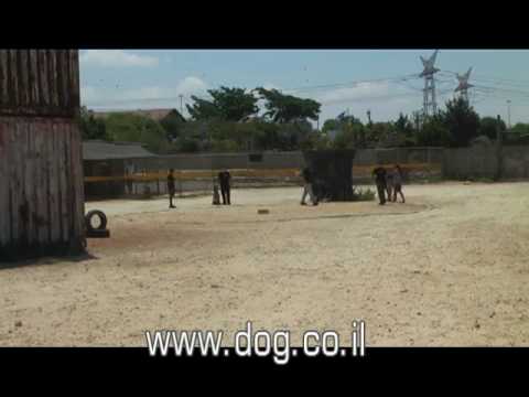 K9 SPECIAL TRAINING AMNON BEN IZHAK
