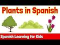 Plants In Spanish Spanish Learning For Kids
