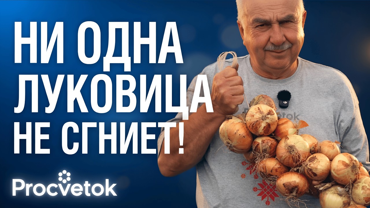 СЕКРЕТ СОВЕТСКИХ АГРОНОМОВ: почему раньше лук не болел и хранился годами