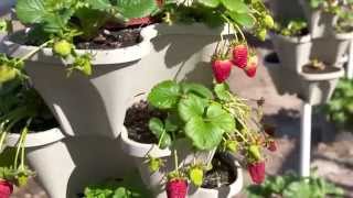 Grow Strawberries Almost Anywhere - Planting Ideas