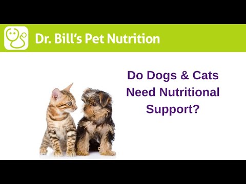 Do Dogs & Cats Need Nutritional Supplements? | Dr. Bill's Pet Nutrition | The Vet Is In