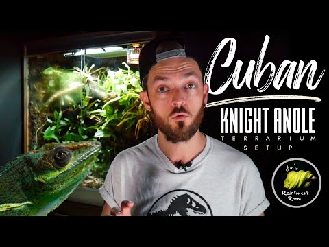 Huge Cuban Knight Anole Bioactive Terrarium