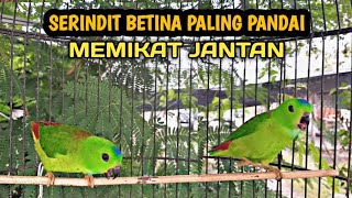 Download lagu PIKAT SERINDIT BETINA GACOR MEMANGGIL JANTAN || PANCINGAN AMPUH SERINDIT BAHAN LANGSUNG NYAUT mp3