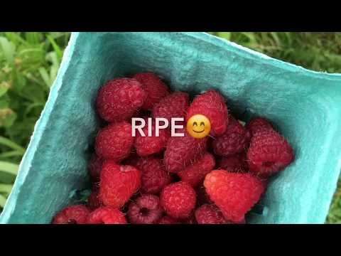 How to Grow Raspberries Complete Growing Guide