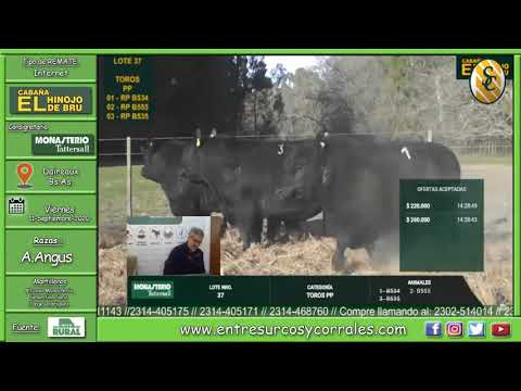 11-09-20 - Remate de Cabaña El Hinojo de Bru - Toros - Consignataria Monasterio Tattersall