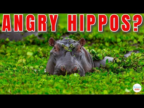 Why Are Hippos So Aggressive?