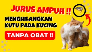 Download lagu Ampuh !! 13 Cara Menghilangkan Kutu Kucing Tanpa Obat yang Mudah dan Efektif mp3