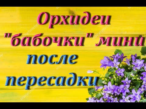 Орхидеи "БАБОЧКИ" мини и микро ПОСЛЕ ПЕРЕСАДКИ 2 месяца спустя,СНОВА ПЕРЕСАЖИВАЮ
