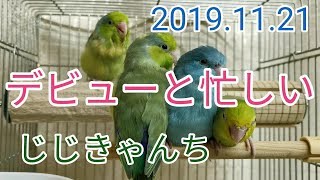 雛🐣　デビュー🐥