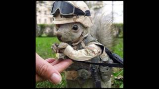 A Soldier's Memoir (chipmunk version) by Mitch Rossell