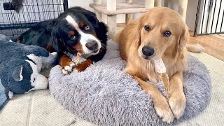 - 犬の骨ガムはどうやら体に悪いらしい…