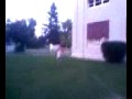 Matt Running With His Shirt Off Around The Junior High
