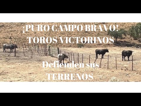 ¡PURO CAMPO BRAVO! Los Sementales Defienden Su TERRENO de los Utreros
