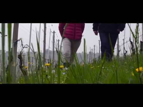 Da videira ao vinho, primavera no Piemonte Itália HD
