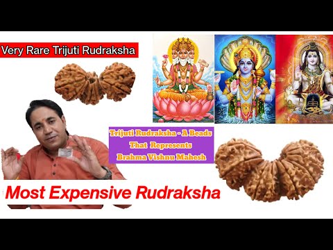 Very Rare-Trijuti Rudraksha l अति दुर्लभ त्रिजुटी रूद्राक्ष जो प्रतीक है ब्रह्मा, विष्णु & महेश का