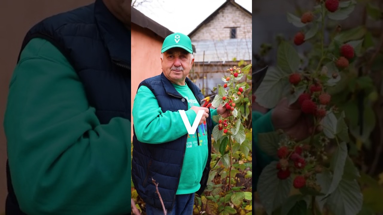 Срочно обрежьте малину &ndash; урожай будет намного больше! И побеги после обрезки не выбрасывайте!