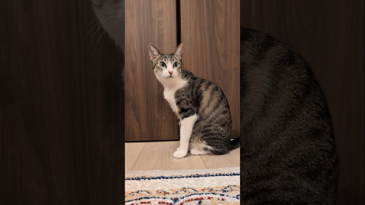 距離ある2匹の猫😺 - Two Cats - #cat #shorts