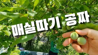 [시골일상 브이로그] 매실이 공짜. 매실청 시즌이 돌아왔다.벌써 1년