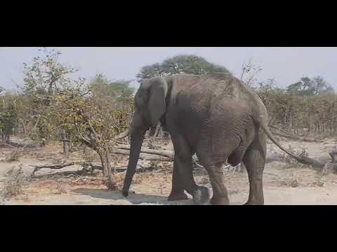 ELEPHANT DRIVE BY😂😂😂