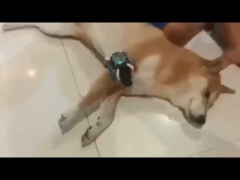 download lagu mp3 mp4 Aperro, download lagu Aperro gratis, unduh video klip Aperro