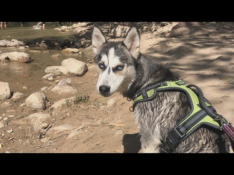 あなたの犬が湖や川から水を飲む場合に知っておくべきこと (What to Know if Your Dog Drinks Water From Lakes and Rivers)