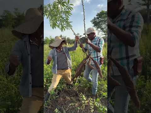 Frutos de la Reforma Agraria en Buena Vista, Córdoba.