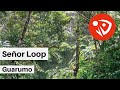 Señor Loop - Guarumo (Audio Oficial)