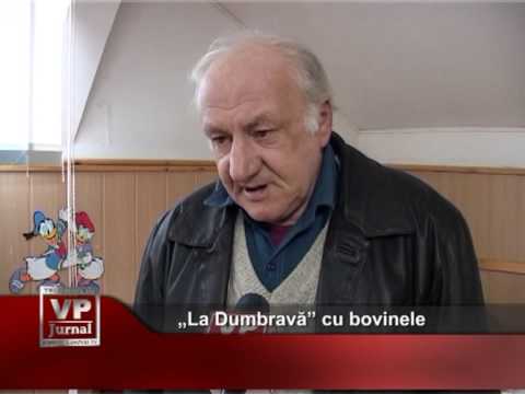 „La Dumbravă” cu bovinele