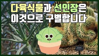 EP.1 다육식물과 선인장 이것으로 구별합니다!