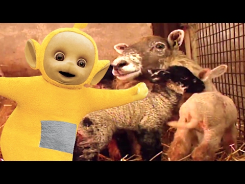 Teletubbies | Lambs | 106 | Videos For Kids