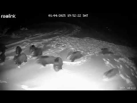 Wölfe attackieren Wildschweine.