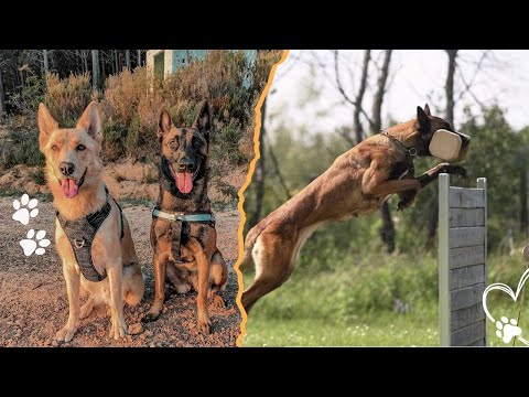 Belgian Malinois: The World’s Most Athletic Dogs