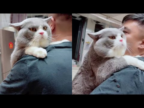 Some 17 jin fat cats can't hold it😂 British short blue and white