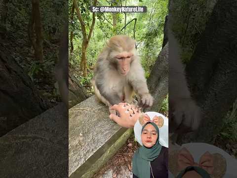 Monyet Cabutin DURII‼️ MonkeyNatureLife