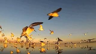 RAISE THE RIVER Report From the Field, October 11, 2015: The Birds of the Colorado River Delta