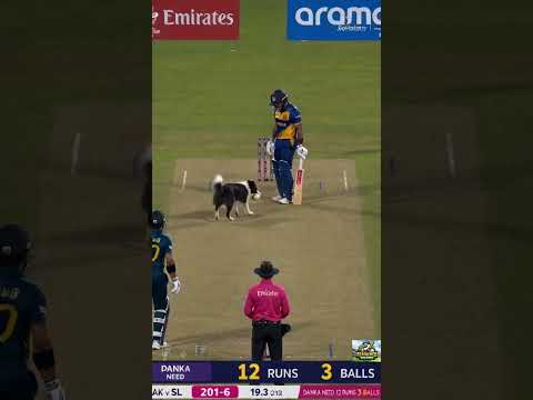 Dog Stole a Certain FOUR... Then Returned the Ball! 😂🐶🏏 #cricket #dharmendrapradhan #jantarmantar