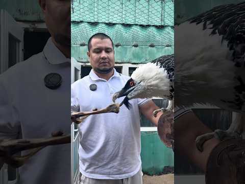 Saqaltay - Vulture #naturelovers #animals #planetearth #zoo #birds #animallife #wildlife #travel